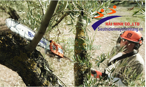 Máy cắt cành trên cao đóng vai trò quan trọng trong việc cắt tỉa cành còi cọc kém phát triển